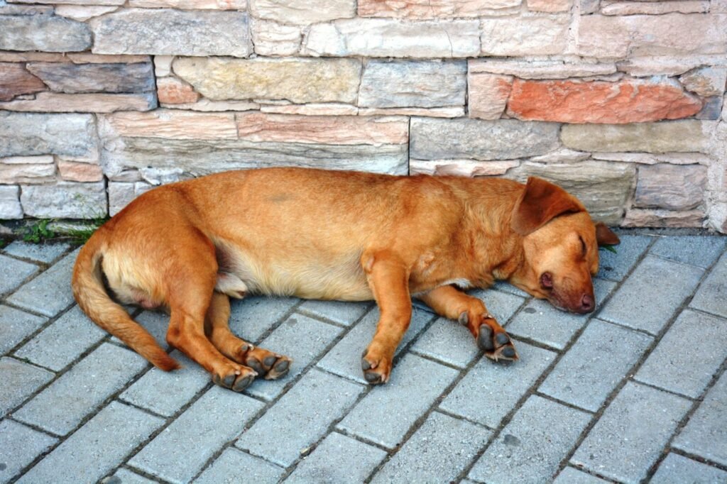 Stray dog density and residential property prices: a ward-level hedonic analysis from urban India