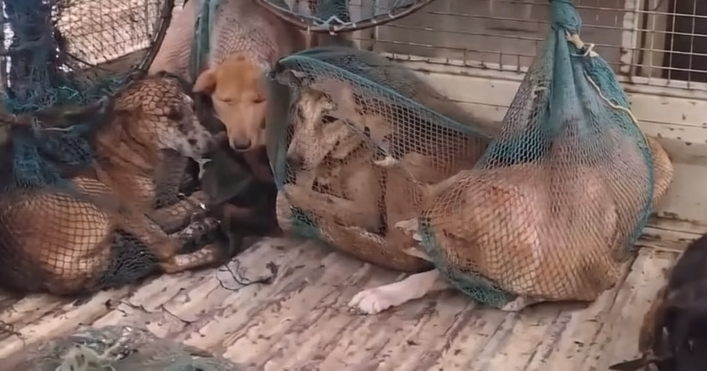 Stray dog menace continues to bite people in Sirsi