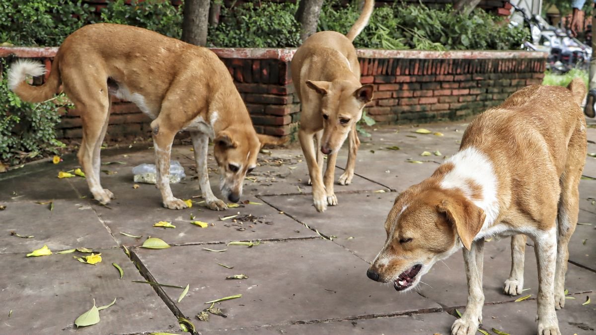 Death sentence to animals: Thousands write to Supreme Court