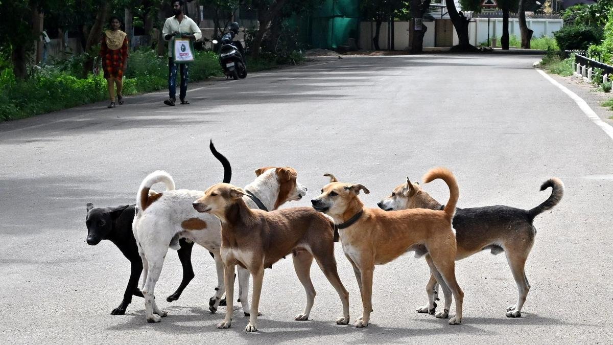Over 50,000 citizens write to Supreme Court against stray dogs order