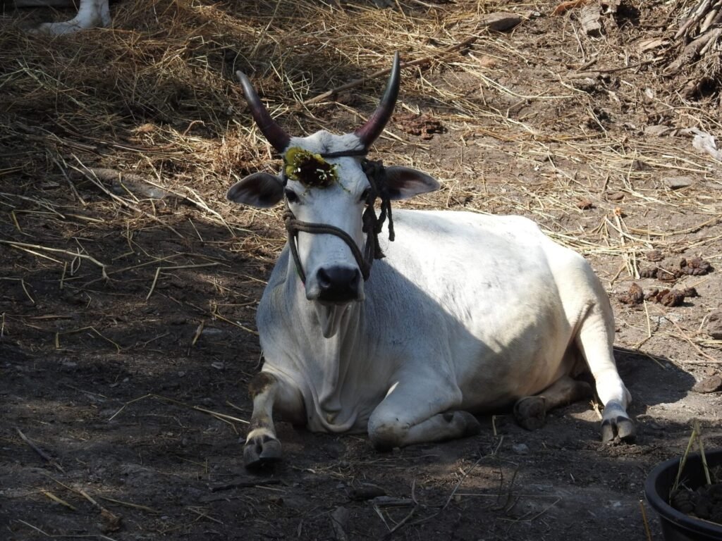 Supreme Court Upholds Amendment Acts Permitting Bovine Sports with Conditions — Balancing Tradition and Animal Welfare. The court found that the Tamil Nadu Amendment Act and similar state amendments are valid as they aim to preserve cultural herita
