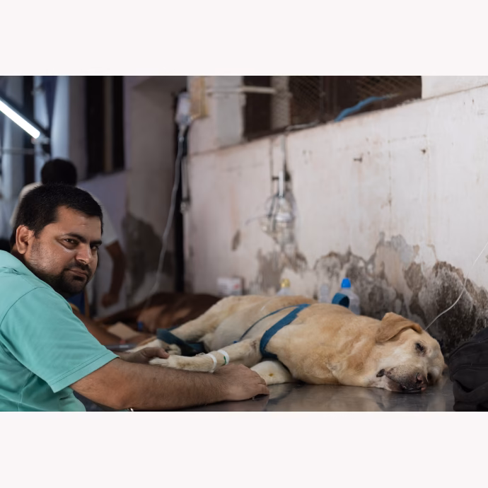 The Bai Sakarbai Dinshaw Petit Hospital For Animals