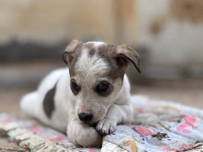 The God’s Gift Foundation Animal Helpline