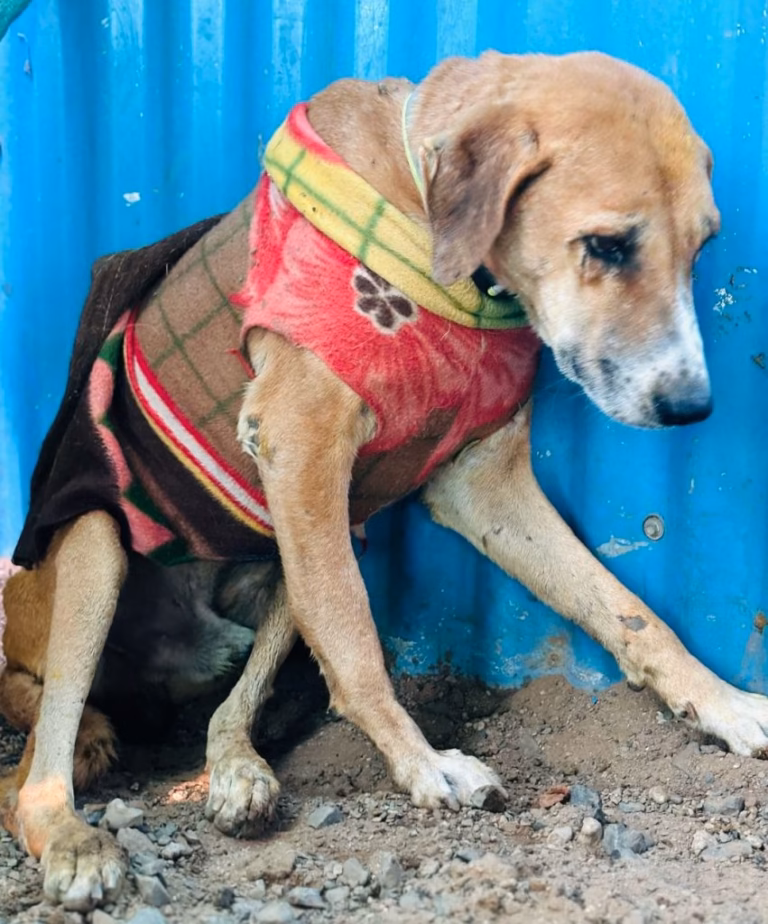 The God’s Gift Foundation Animal Helpline
