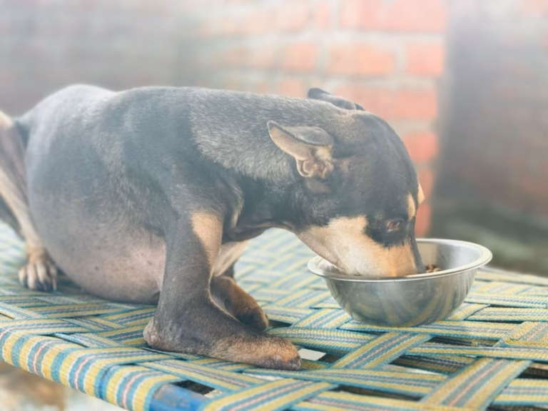 The God’s Gift Foundation Animal Helpline