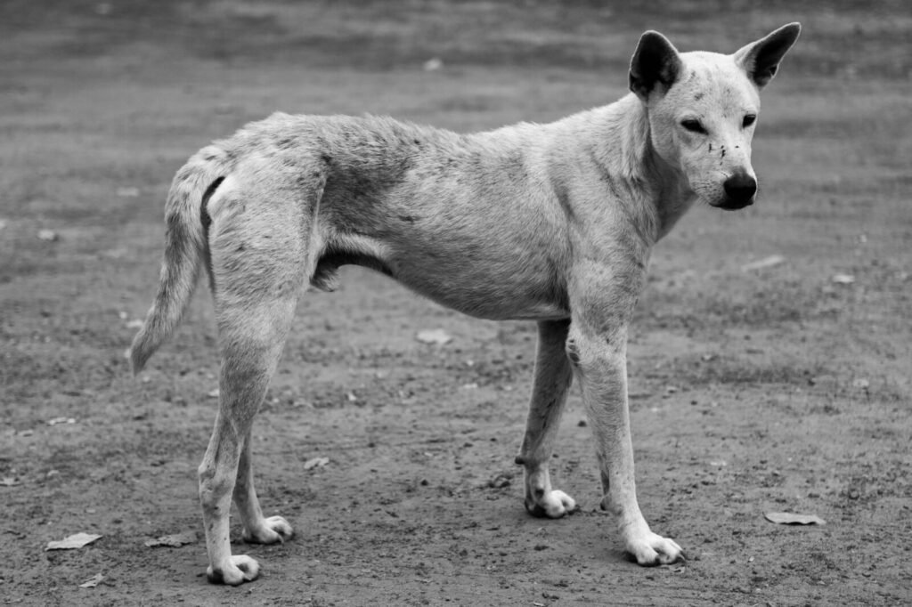 Third tender floated for stray dog sterilisation amid rising bite cases