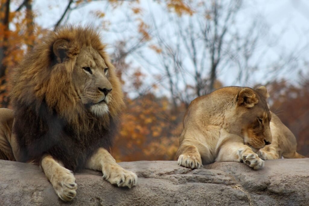 This Gujarat Sanctuary Lost Lions 144 Years Ago. Now It’s Home To 17 Asiatic Lions