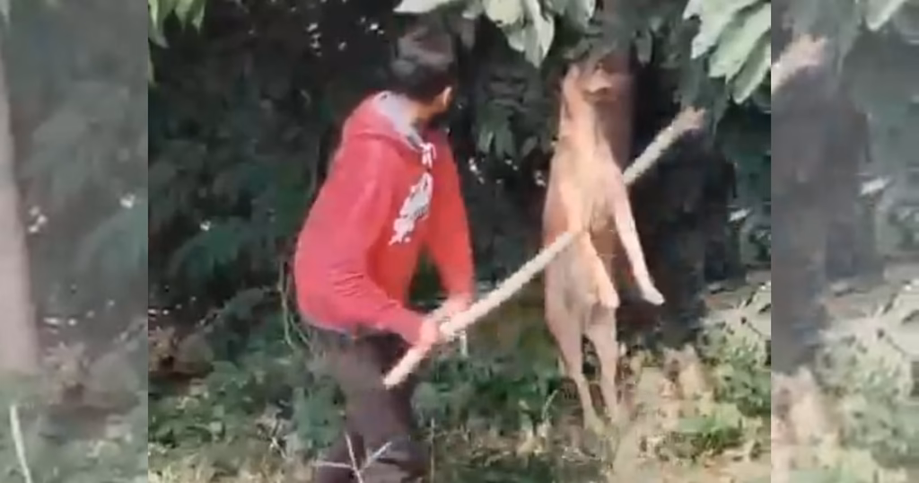 Three Varthur residents detained for hanging a stray dog from a tree and beating it to death