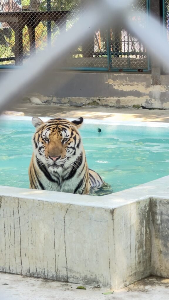 Tiger translocation, sanctuary expansion plans mark Wildlife Week culmination in Kota