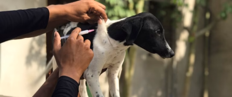 TOLFA animal hospital