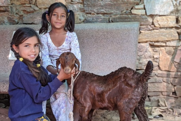 TOLFA animal hospital
