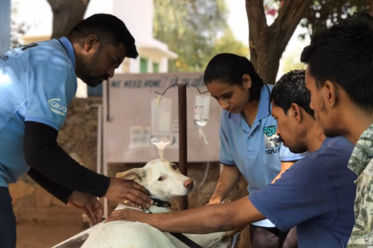 TOLFA animal hospital
