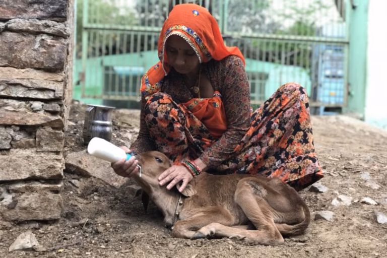 TOLFA animal hospital
