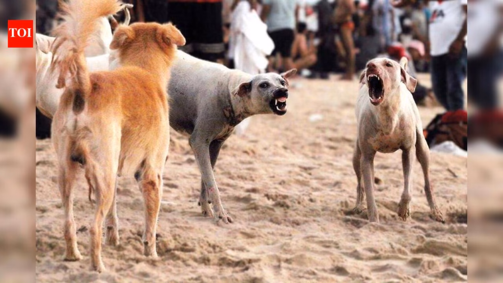 Tourism dept’s plan to relocate stray dogs from beaches opposed