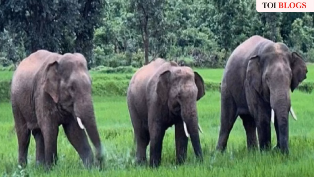 Trunk call for change: Tradition shouldn’t mean cruelty to elephants