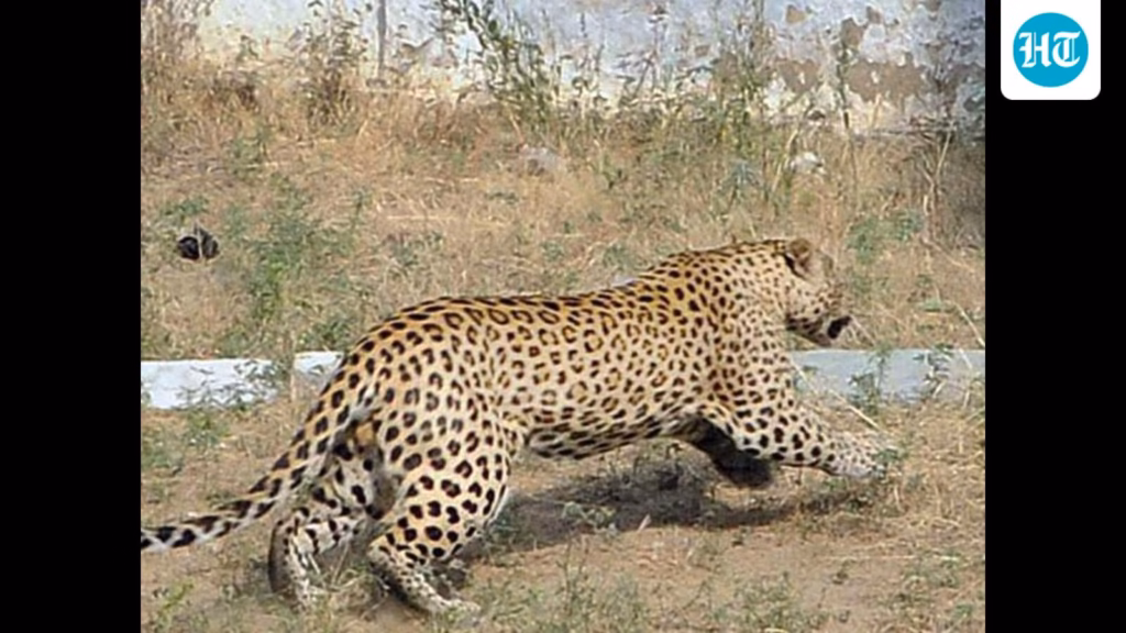 Two female leopards released into the wild after immunocontraceptive treatment