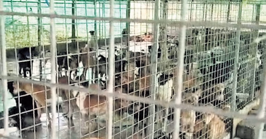 Unauthorised private dog shelter in Thiruvananthapuram served stop memo