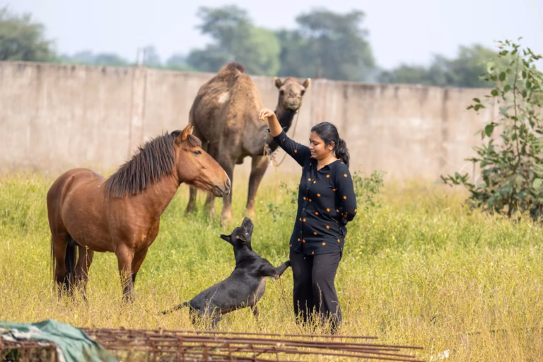 Vatika Animal Sanctuary