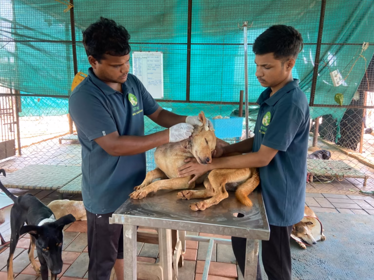 Vatika Animal Sanctuary