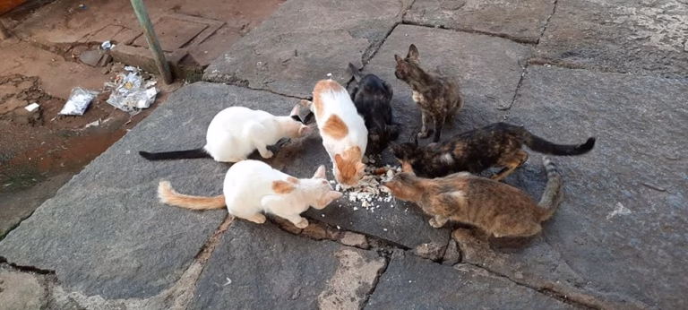Vatsalya Animal Care Trust