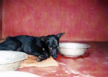 Vatsalya Animal Care Trust