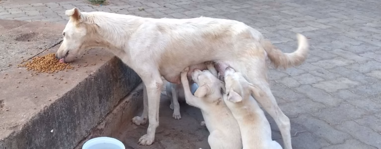 Vatsalya Animal Care Trust