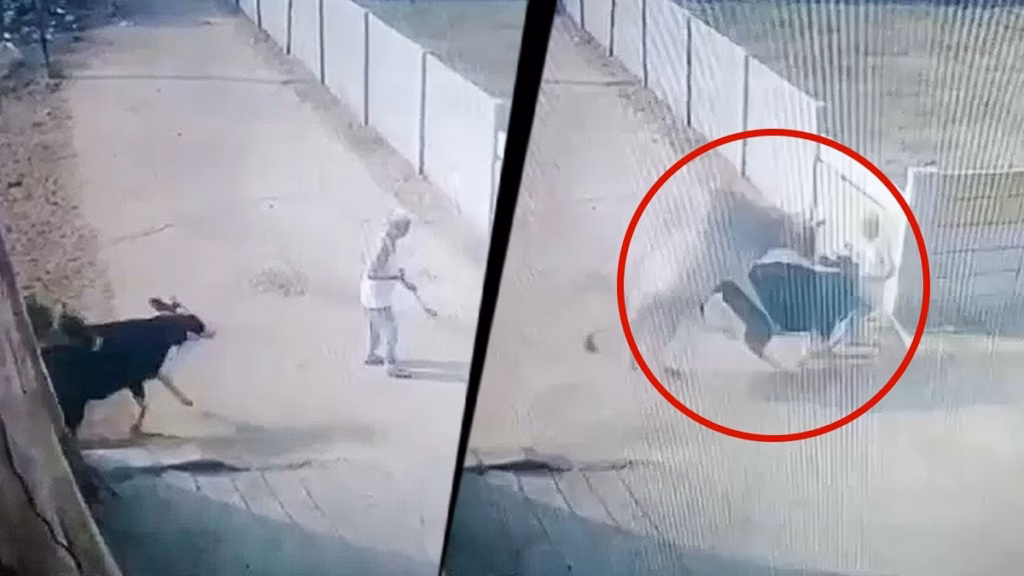 Video: Elderly man sweeping road outside house knocked down by fighting stray bulls