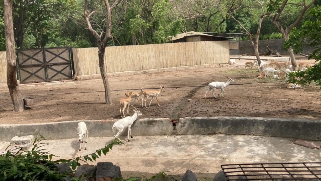 News 8 Video of Can We Protect Endangered Wildlife in India?
