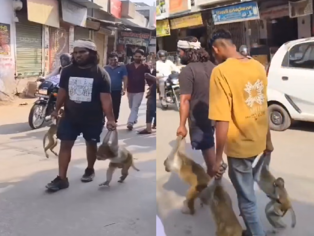 Video of helpless monkeys with their hands tied has gone viral, with netizens demanding action against those responsible