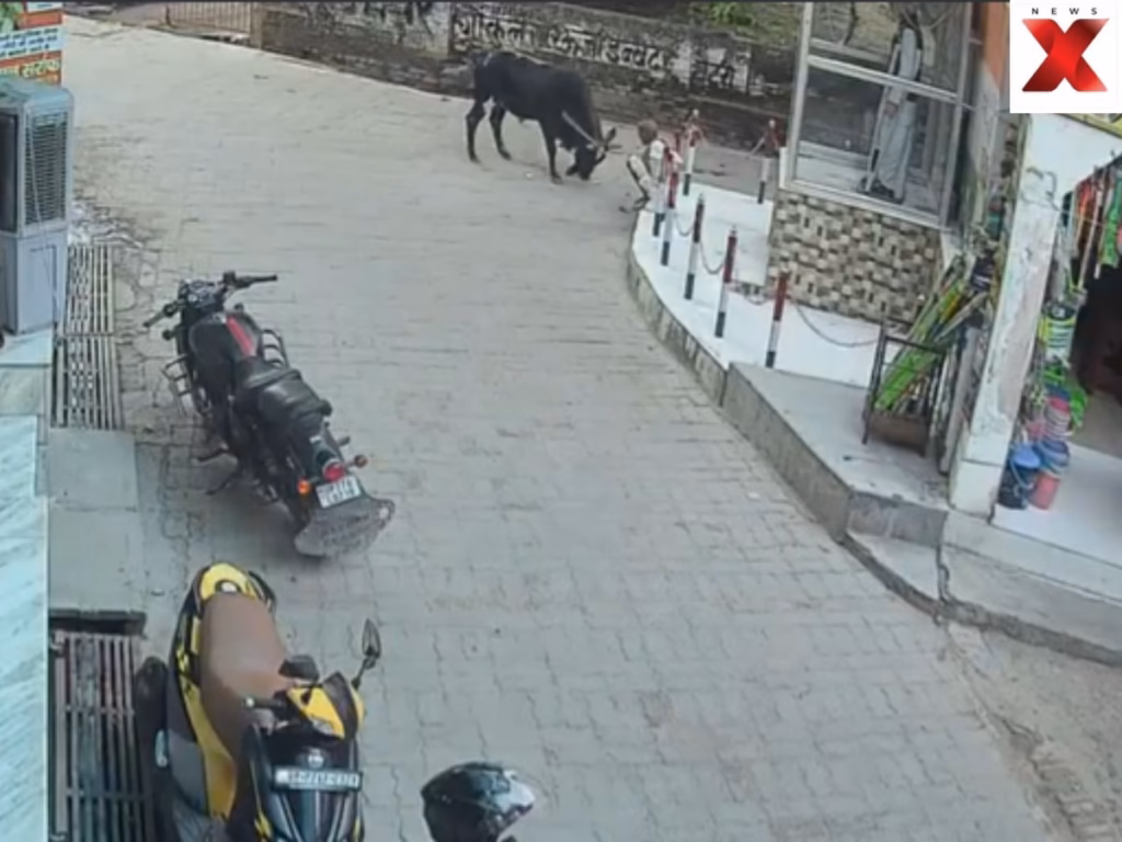 Watch Here: Bull kills elderly person after it attacked him while he tried to turn it away and hit it with stick; video shows man lifted in air with horns