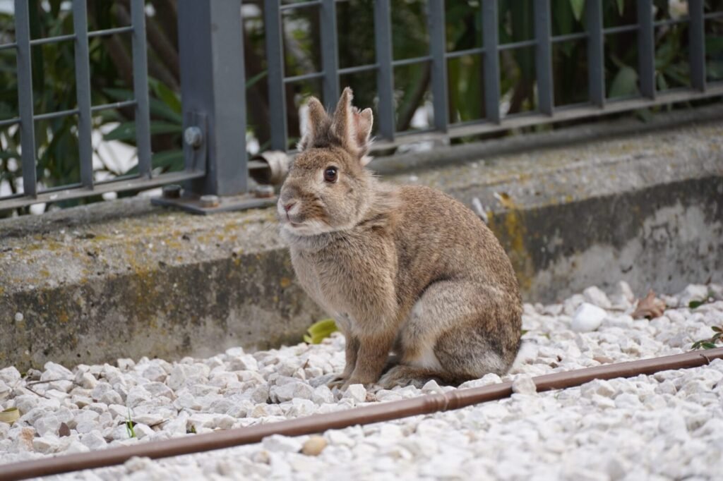 Watch these small scared rabbits get a cozy shelter built just for them