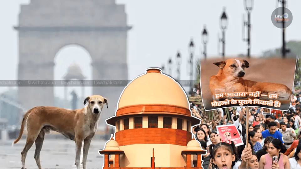 Over 50,000 Indians Flood Supreme Court With Handwritten Letters Opposing Stray Dogs Removal Order