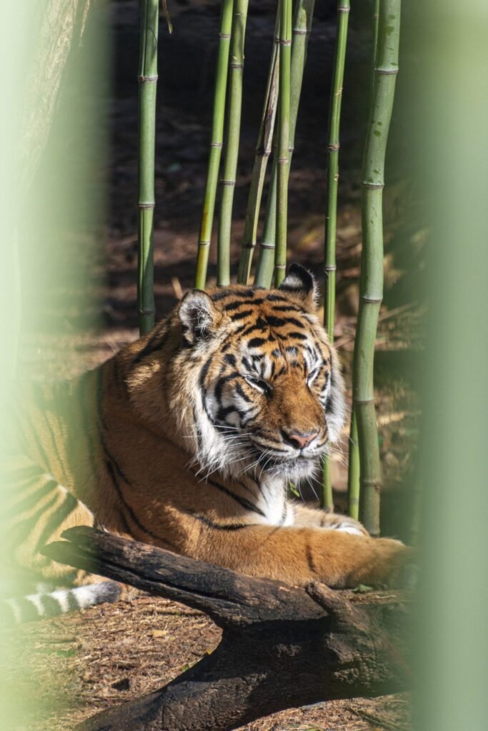 Why are Indian cities seeing more human-wildlife encounters? Shrinking forests and broken corridors offer c…