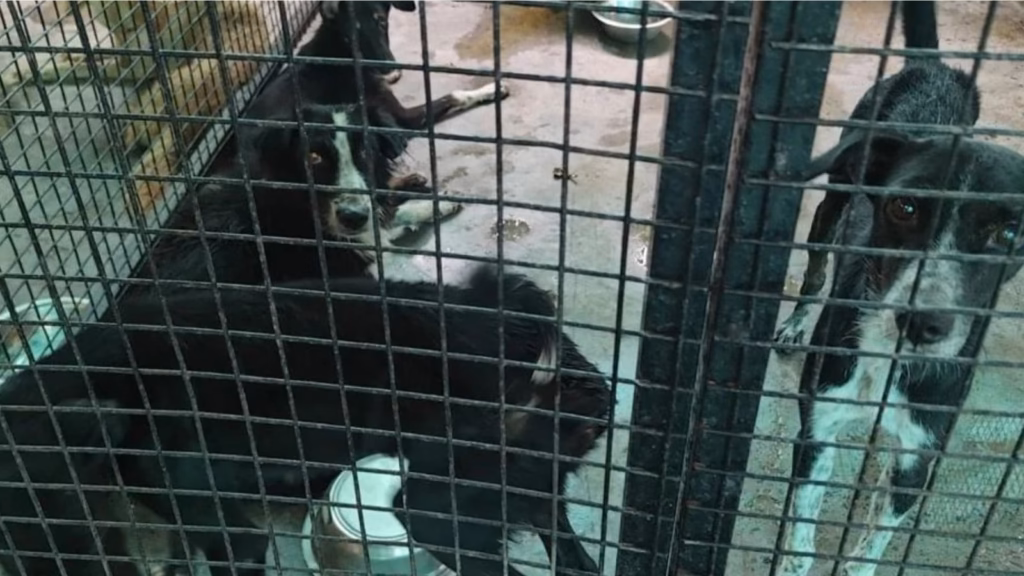 Why regulator asked Gurugram civic body to cancel NGO’s dog sterilisation contracts