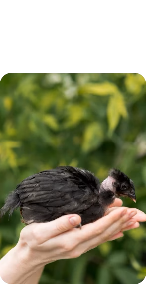 Wildlife Rescue