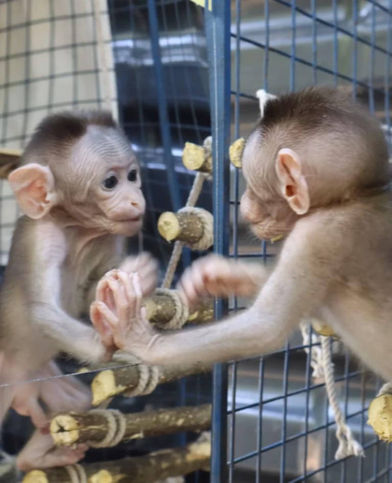 Wildlife Rescue