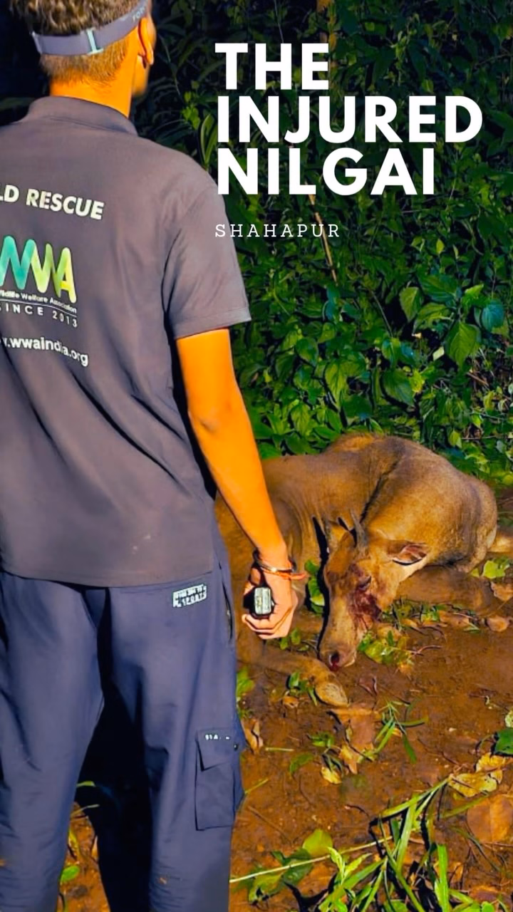 Wwa India , wildlife welfare association
