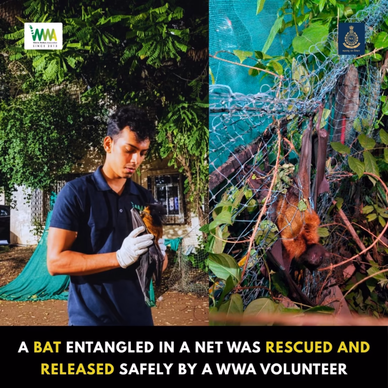 Wwa India , wildlife welfare association